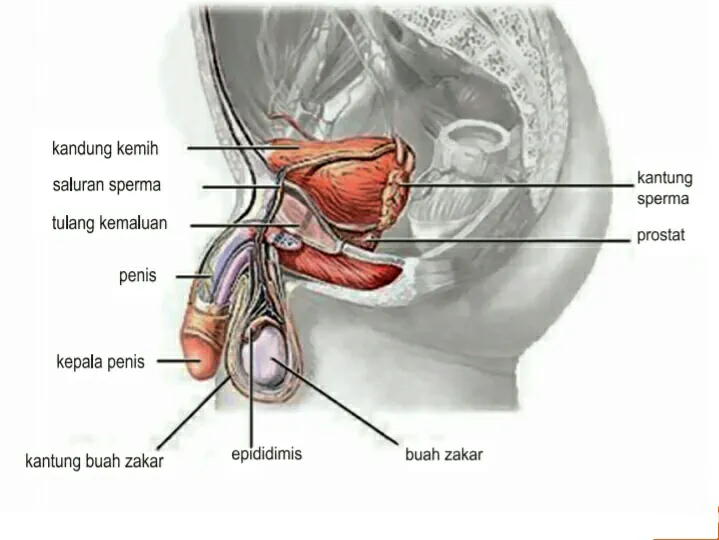 Organ Reproduksi image 2