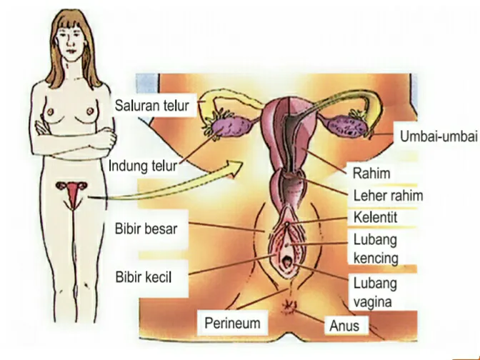 Organ Reproduksi image 1