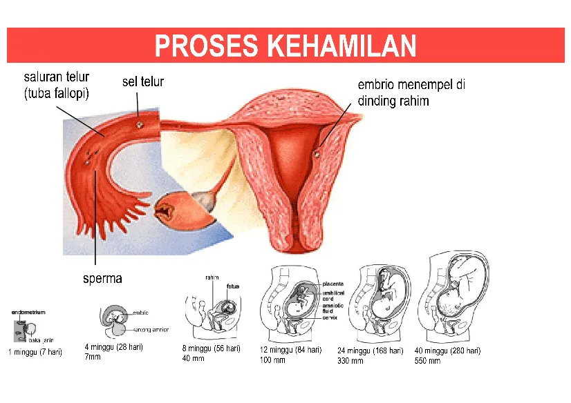 Proses Kehamilan image